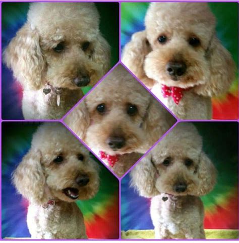 jenny sue's pet grooming