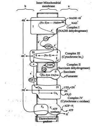 Recognise the figure and find out the correct matching