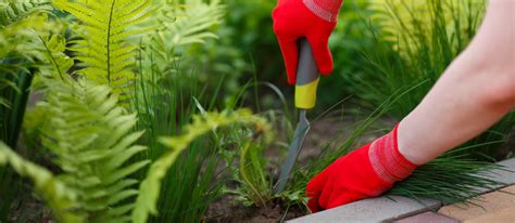 Concreate Weeding Tools 的图像结果