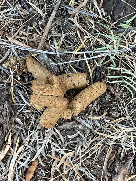 Who’s poop? Cat or coyote..? Super fresh right next to a tree. North ...