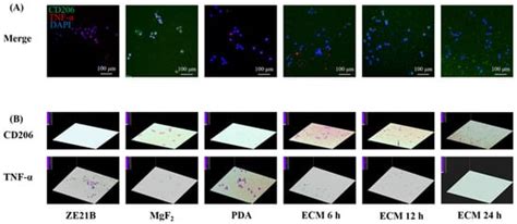 Tailoring ZE21B Alloy with Nature-Inspired Extracellular Matrix ...