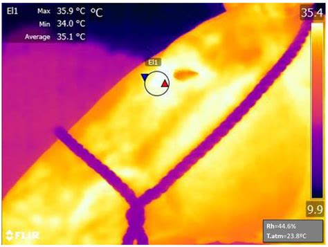 Basal Reactivity Evaluated by Infrared Thermography in the “Caballo de ...