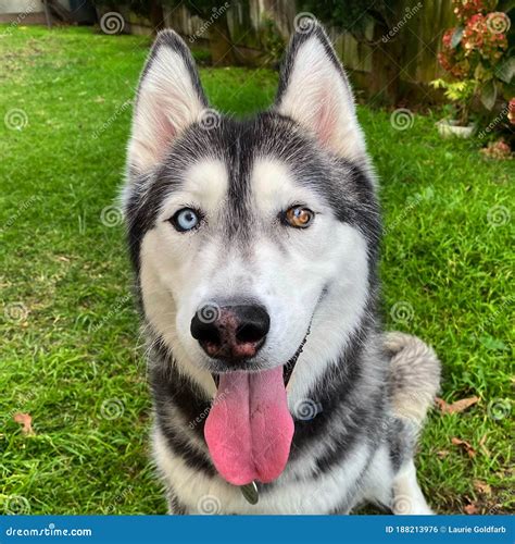 A Siberian Husky with Her Tongue Hanging Out, Who Has Two Different ...