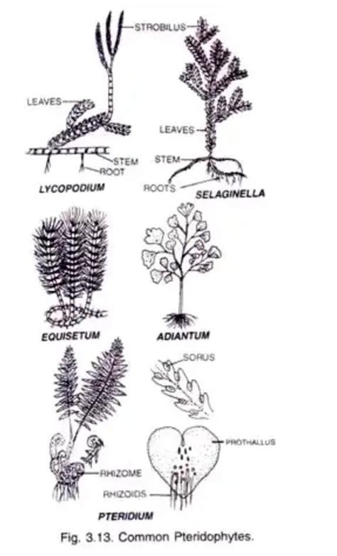 Economic importance of Marsilea. - Brainly.in