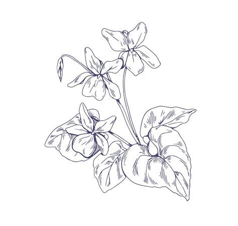 Viola Plant Drawing
