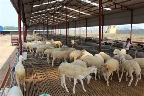 舍饲养羊技术，根据需要选择品种 - 农敢网