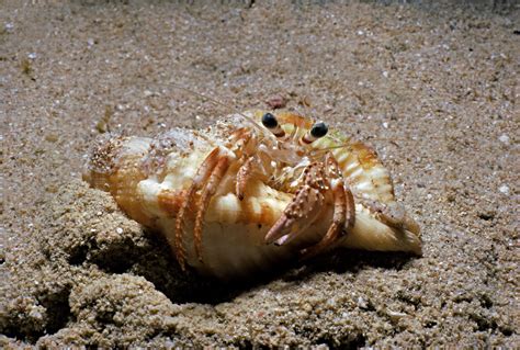 Hermit Crab Molting Stages