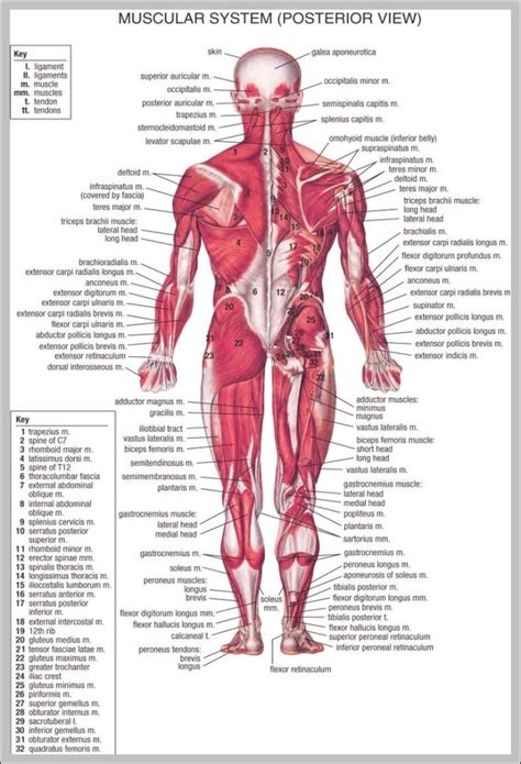 Image result for Back Muscle Chart