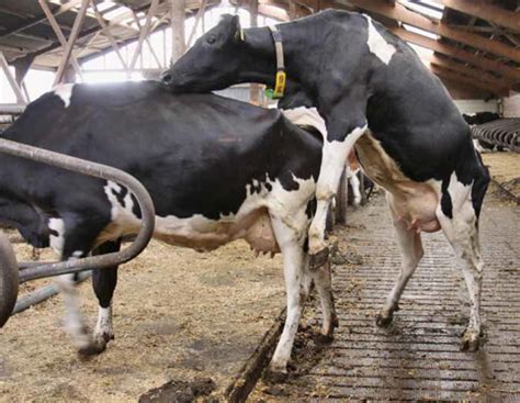 Brunsterkennung beim Rind: 3 Systeme im Überblick | agrarheute.com