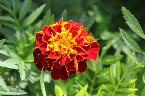 Are Marigolds Perennials Or Annuals?