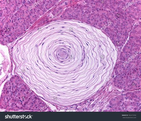 Pacinian Lamellar Corpuscle Located Inside Cat Stock Photo 762415705 | Shutterstock