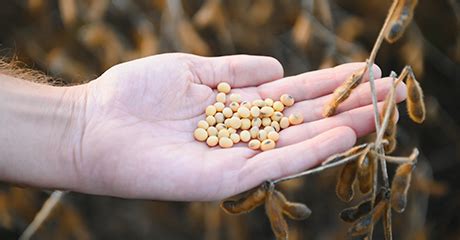 Simodis-test | Syngenta