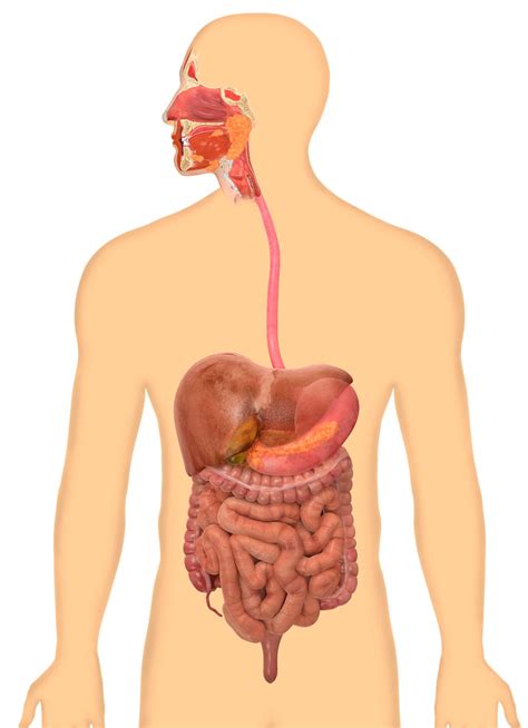 How Does the Digestive System Work for Kids | DK Find Out
