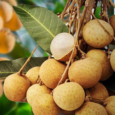 Longan Fruit / Dragon's Eye (Dimocarpus longan) Fruit Live Plant (Home ...