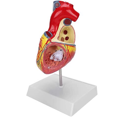 Buy Human Heart Anatomy Model,3 Part Heart Models Anatomy Life Size ...