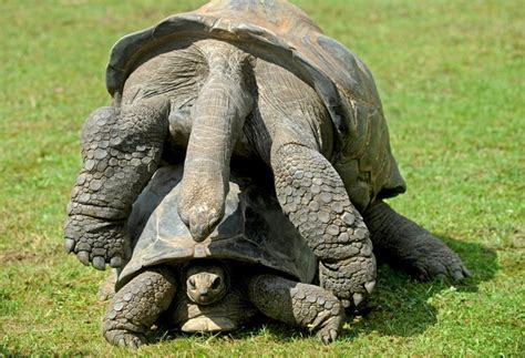 Image result for Turtle Shell Rest