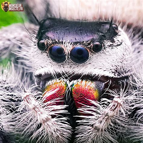 Achat araignée sauteuse – Phidippus regius à vendre