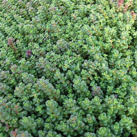Sedum Ground Cover Plants John Creech Stonecrop, Sedum Spurium 'John