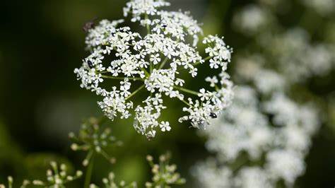 What does poison hemlock look like? Where is it found? What to know