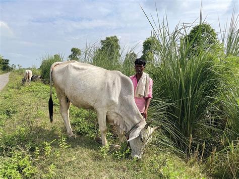 Homegrown benefit: Why ‘desi’ should be the catchword for India’s dairy ...