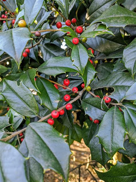 Can You Cut Back Holly Shrubs at Harlan Rockwood blog
