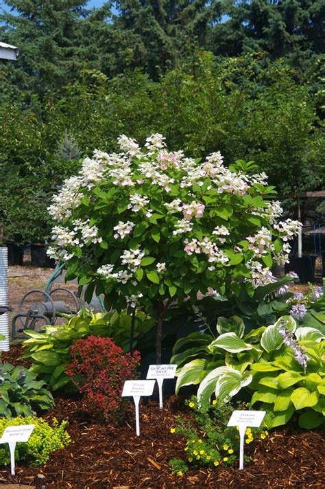 Image result for Pruning Quick Fire Tree Form Hydrangea