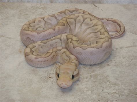 Image result for Super Bamboo Ball Python