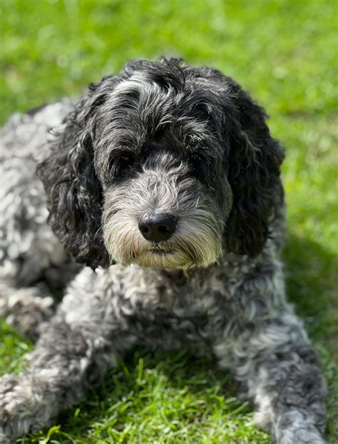 Image result for Cockapoo Poo
