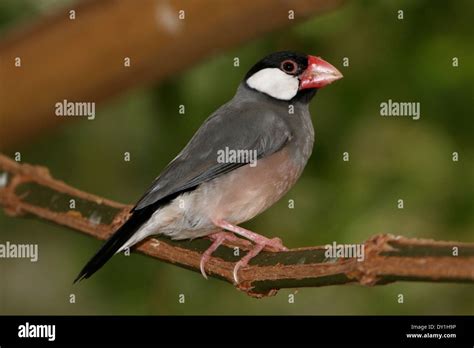 Image result for Elever Des Padda De Java