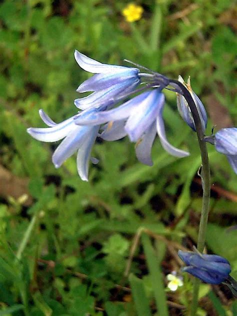 Bluebell Flower Meaning and Symbolism in the language of flowers ...