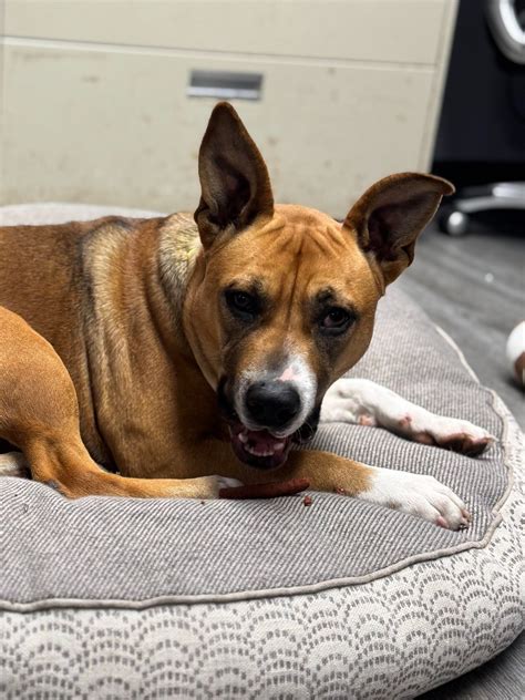 First State Animal Center and SPCA