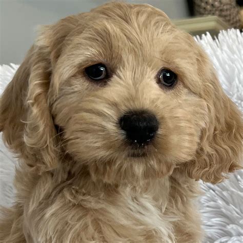 Image result for Cockapoo Puppy