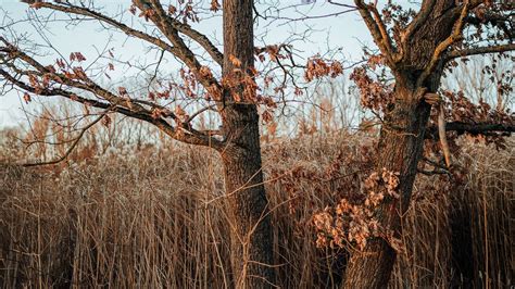 Wallpaper tree, reeds, grass, autumn, nature hd, picture, image