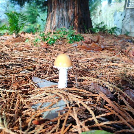 Mossyrock Pictures - Traveller Photos of Mossyrock, WA - Tripadvisor