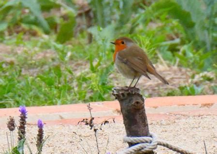 ¿Por qué las aves con plumaje rojizo, naranja y castaño tienen más ...