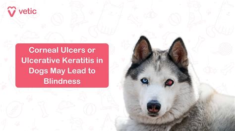 Common Eye Injuries in Dogs: Understanding Eye Emergencies