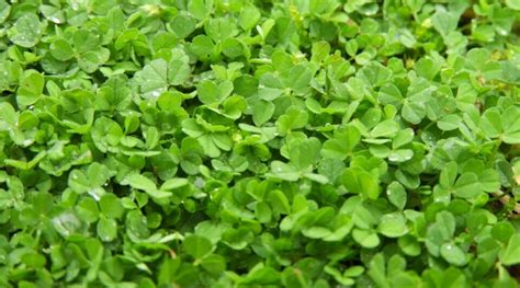Microclover Lawn 的图像结果