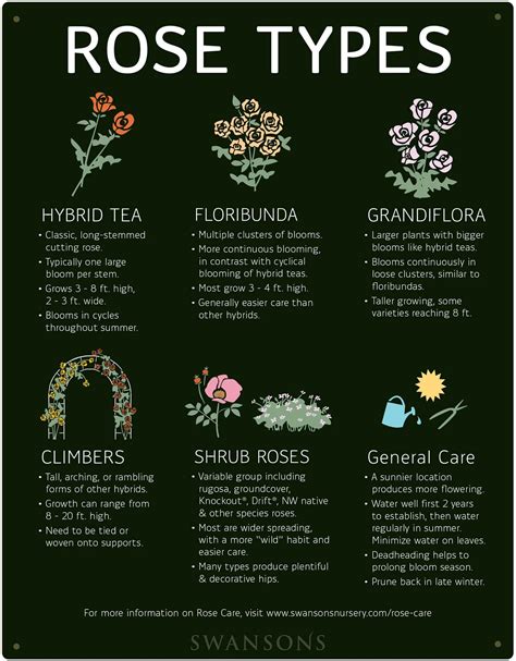 How To Prune An English Shrub Rose at Julie Sherwood blog