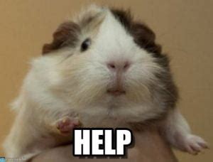 Image result for Meme Help Everyone