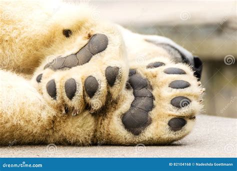 Paws of Polar Bear. Ursus Maritimus Stock Photo - Image of animal ...