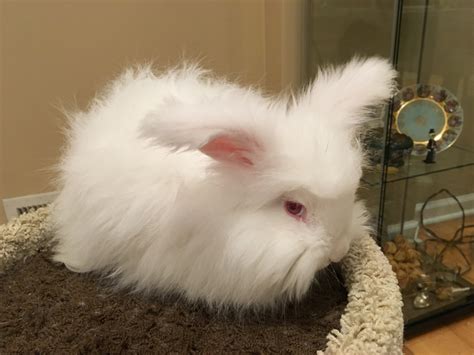 English Angora Rabbits For Sale | McLean, VA #180472