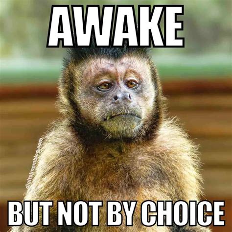 37 Funny Tired Memes For The Exhausted And Sleep Deprived