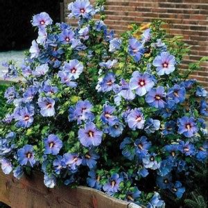 Cloud Farm Hibiscus Plant Price in India - Buy Cloud Farm Hibiscus ...