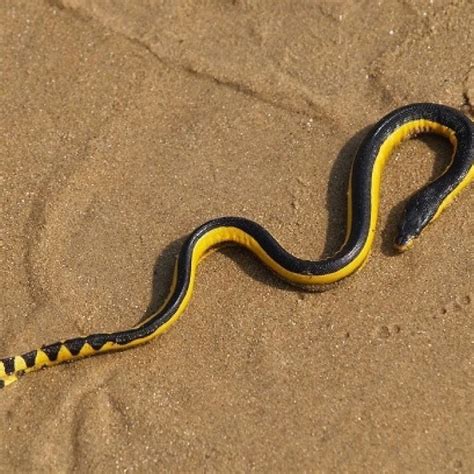 PHOTOS: भारत में मिला पीले पेट वाला दुर्लभ सांप, खतरनाक इतना कि कांट ले ...