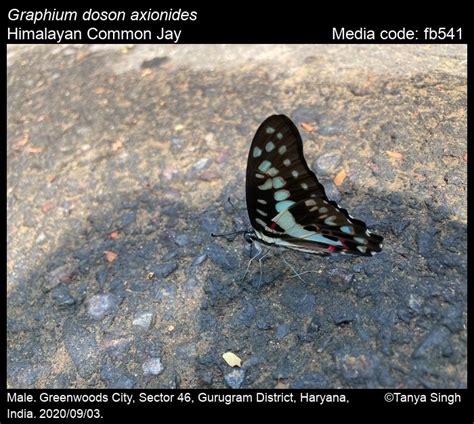 Graphium doson (C. & R. Felder, 1864) - Common Jay | Butterfly