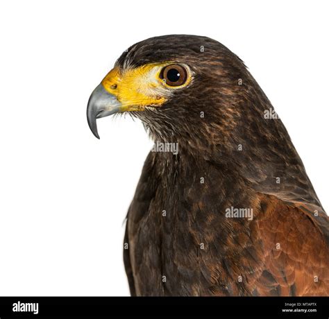 Profile of Harris's hawk, Parabuteo unicinctus, against white background Stock Photo - Alamy