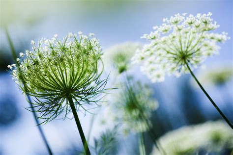 Queen Annes Lace Flower