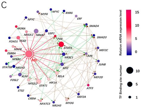 Prediction and Experimental Verification of a Hierarchical ...