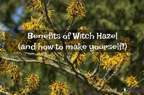 12 Practical Benefits and Uses of Witch Hazel (+ how to make yourself!) - Healthy Home Economist