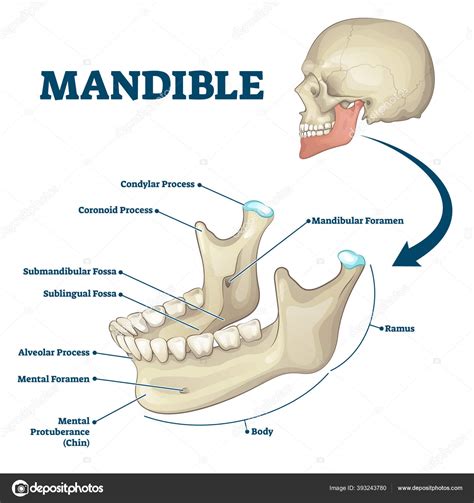 Coronoid Process Skull